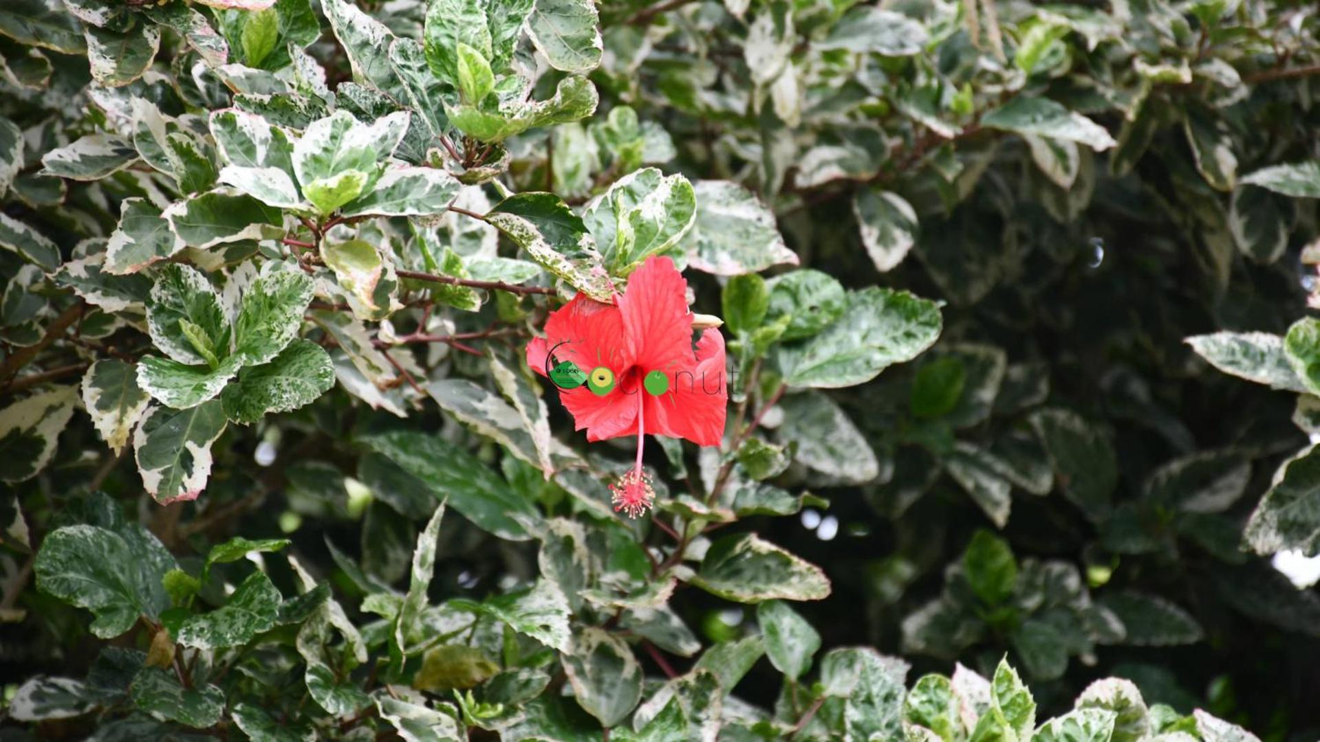 O Logis Du Morne Jacob "Coco", Le Morne-Rouge Martinique公寓 外观 照片